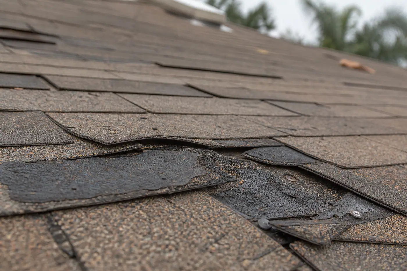 Close-up of wind-lifted asphalt shingles with granule loss on a Florida roof.